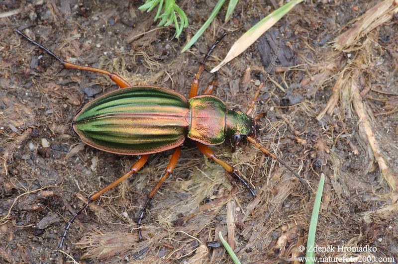 střevlík zlatý, Carabus auratus, Carabidae, Carabinae (Brouci, Coleoptera)